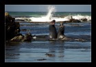 Fight of the mammals  © 2025 René Göke